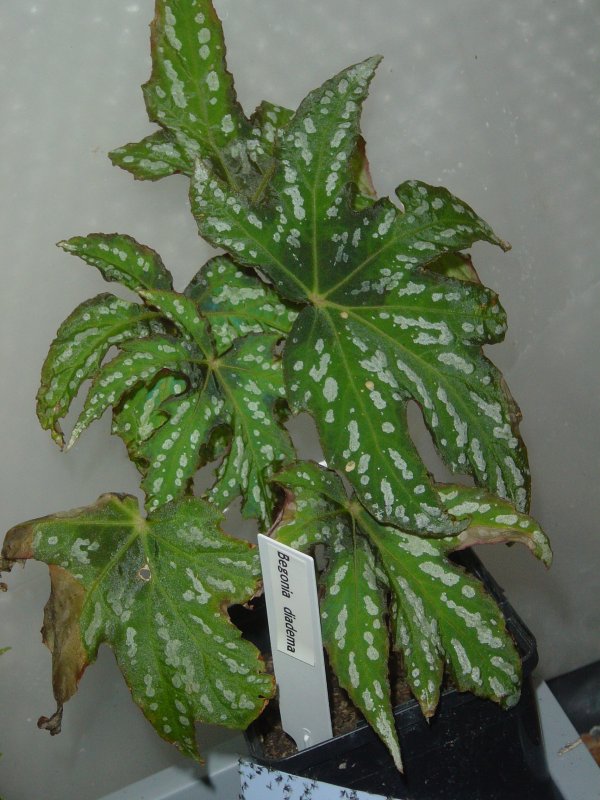 Begonia diadema - Begonias
